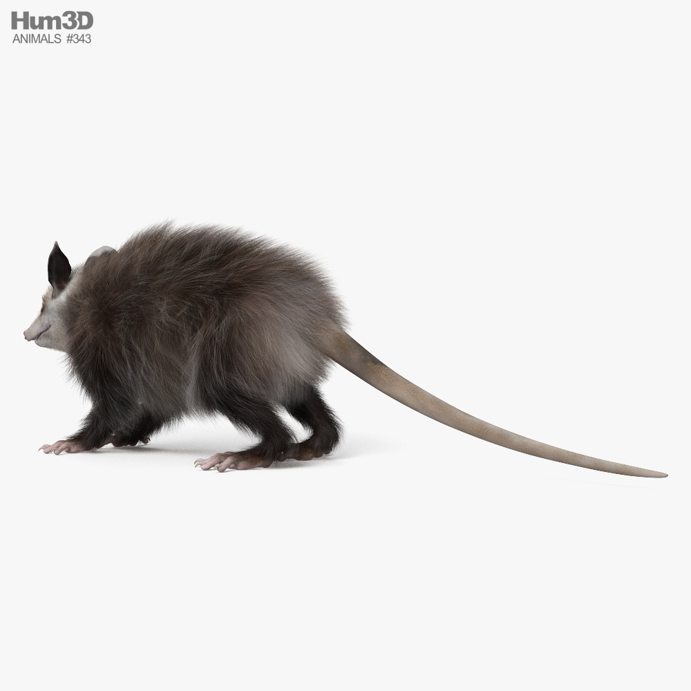 Opossum HD 3d model