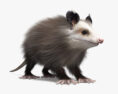 Opossum HD 3d model