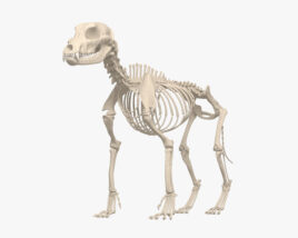 Esqueleto de perro Modelo 3D