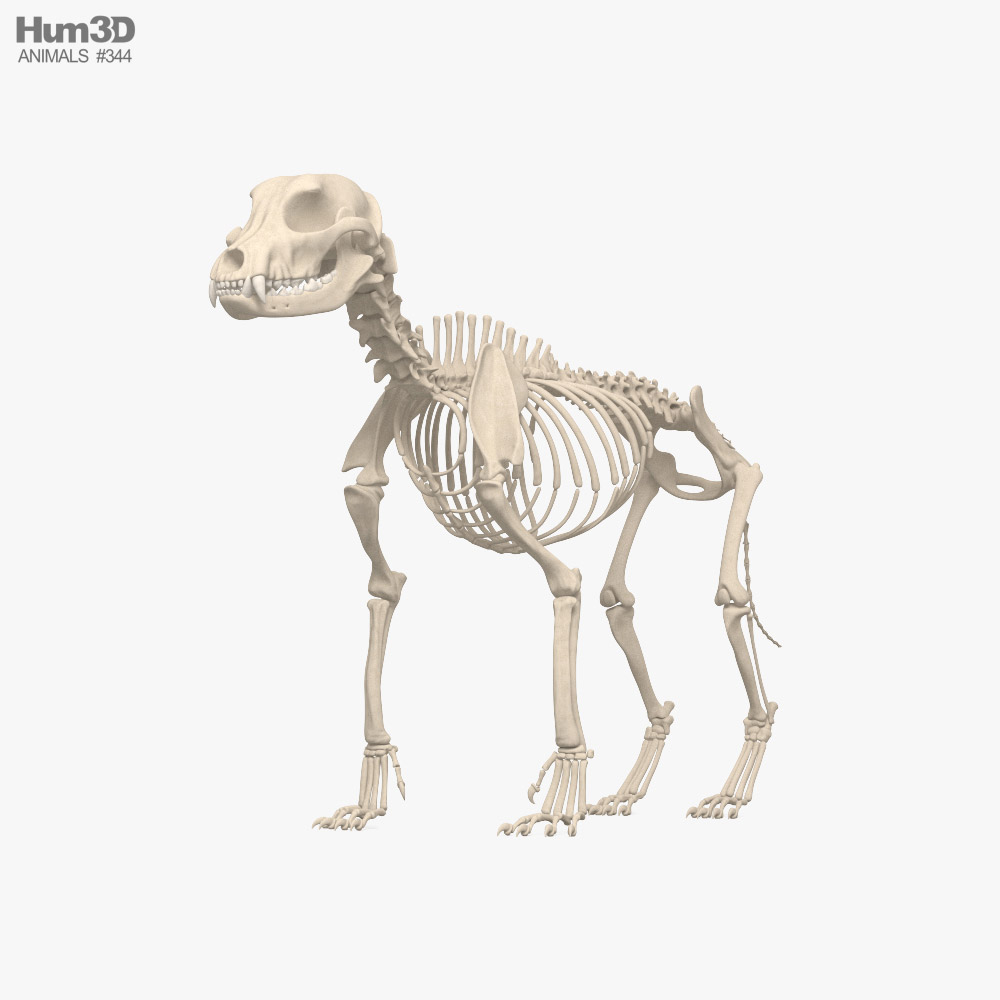 Esqueleto de cachorro Modelo 3d