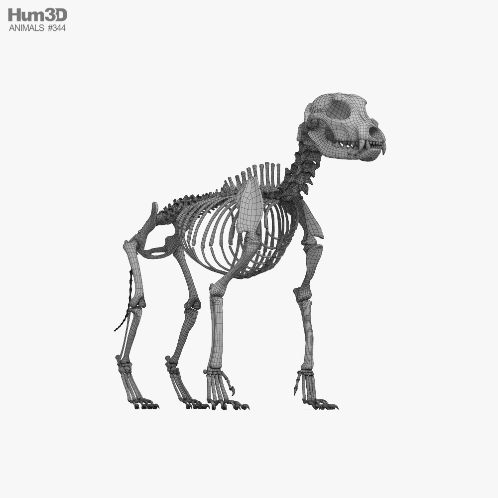 Dog Skeleton 3D Model | lupon.gov.ph