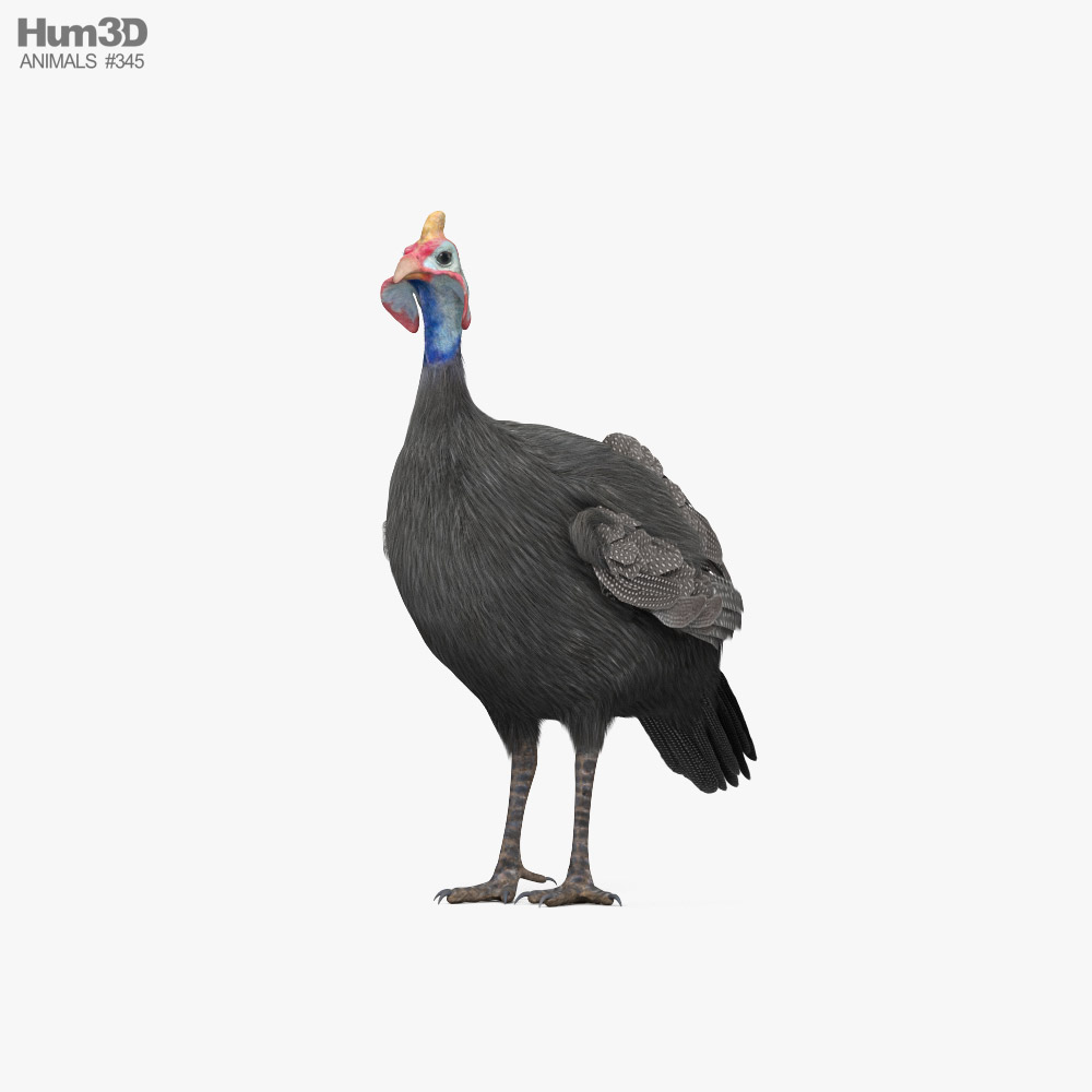 Guineafowl HD 3D model
