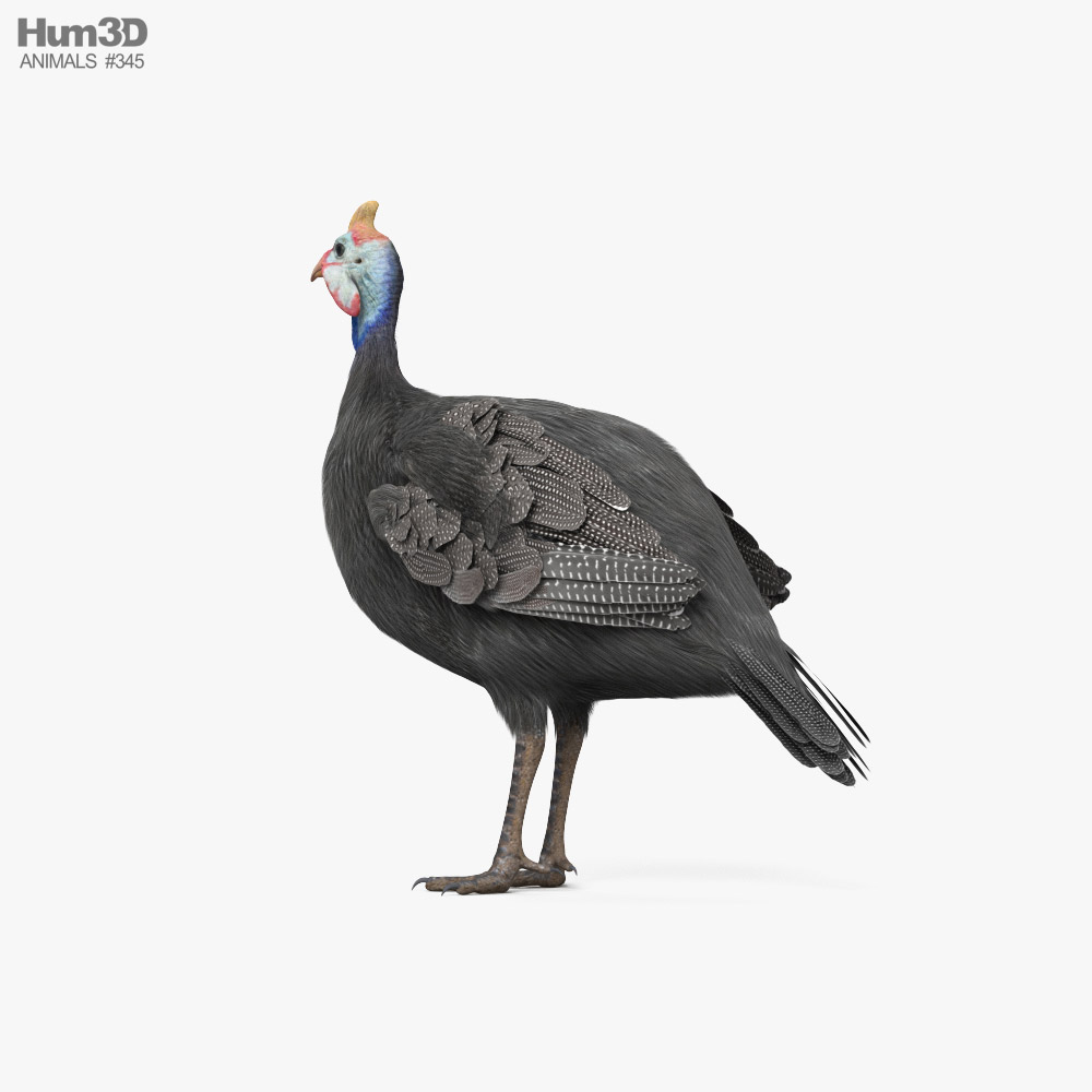 뿔닭과 3D 모델 