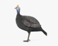 Guineafowl 3d model