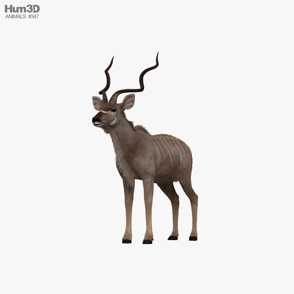 Greater Kudu HD 3D model