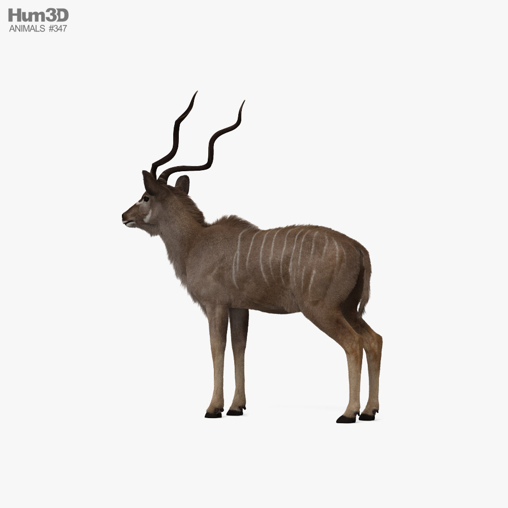 Greater Kudu HD 3d model