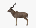 Kudu maggiore Modello 3D