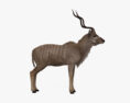 Kudu maggiore Modello 3D
