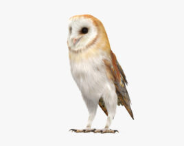Barn Owl HD 3D model