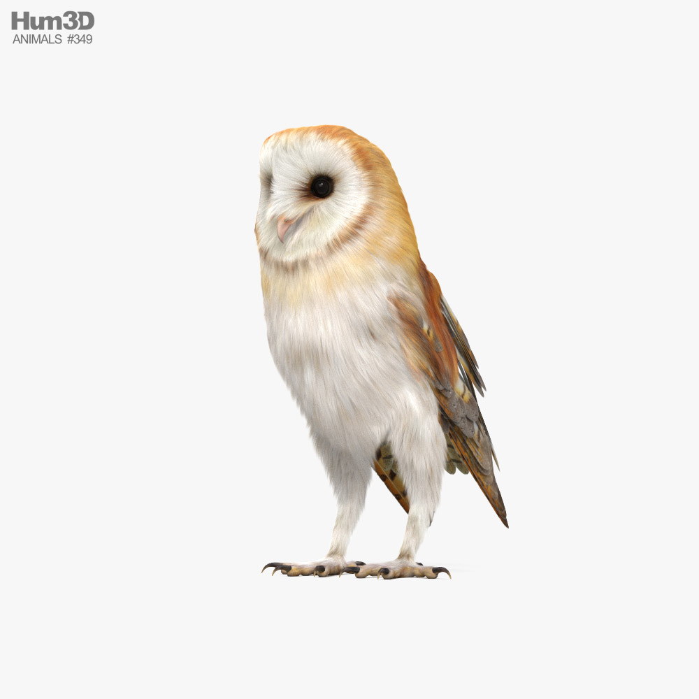 Barn Owl HD 3d model