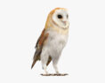Barn Owl 3d model
