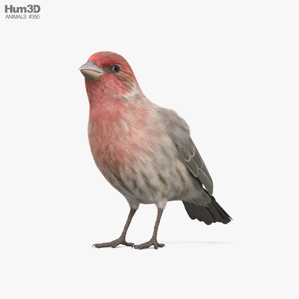 House Finch 3d model