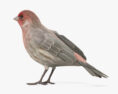 House Finch 3d model