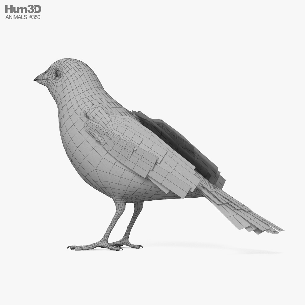 House Finch Game ready 3D model - Animals on Hum3D