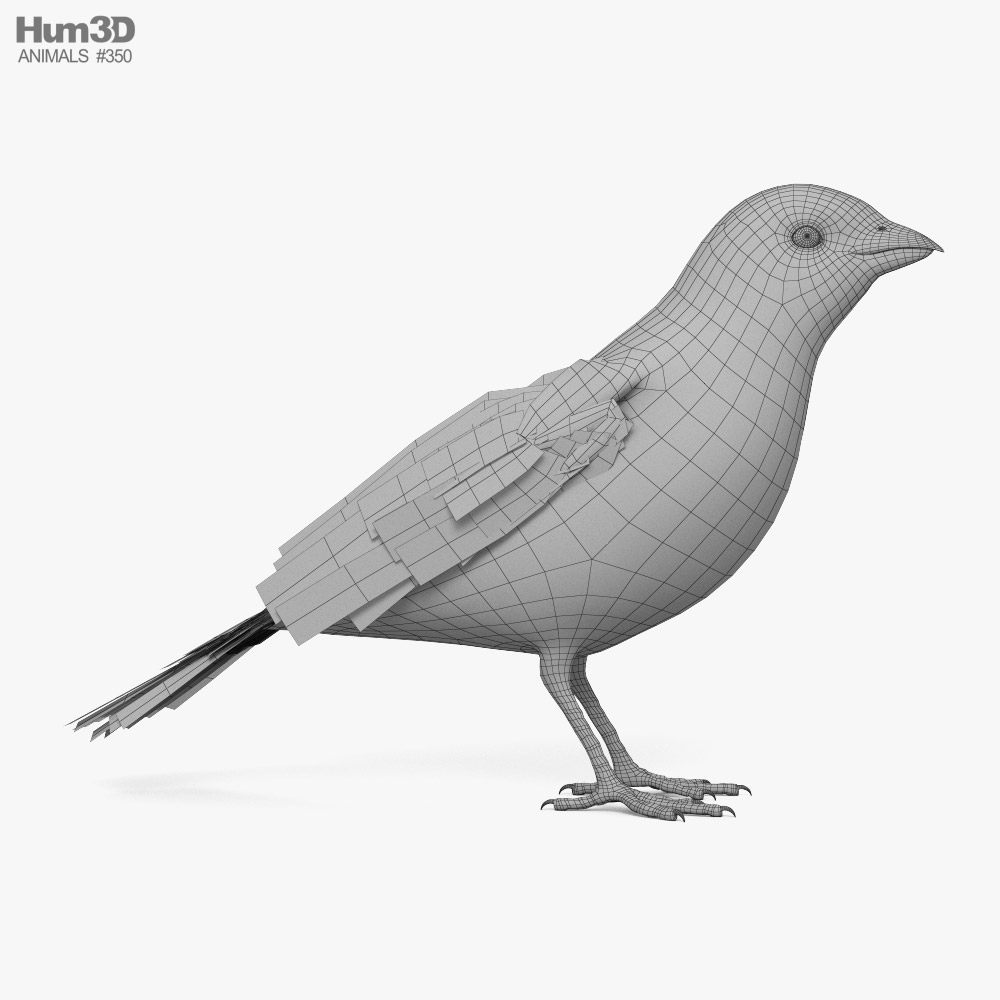 House Finch Game ready 3D model - Animals on Hum3D