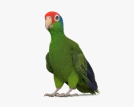 Red-Crowned Amazon HD Modelo 3d