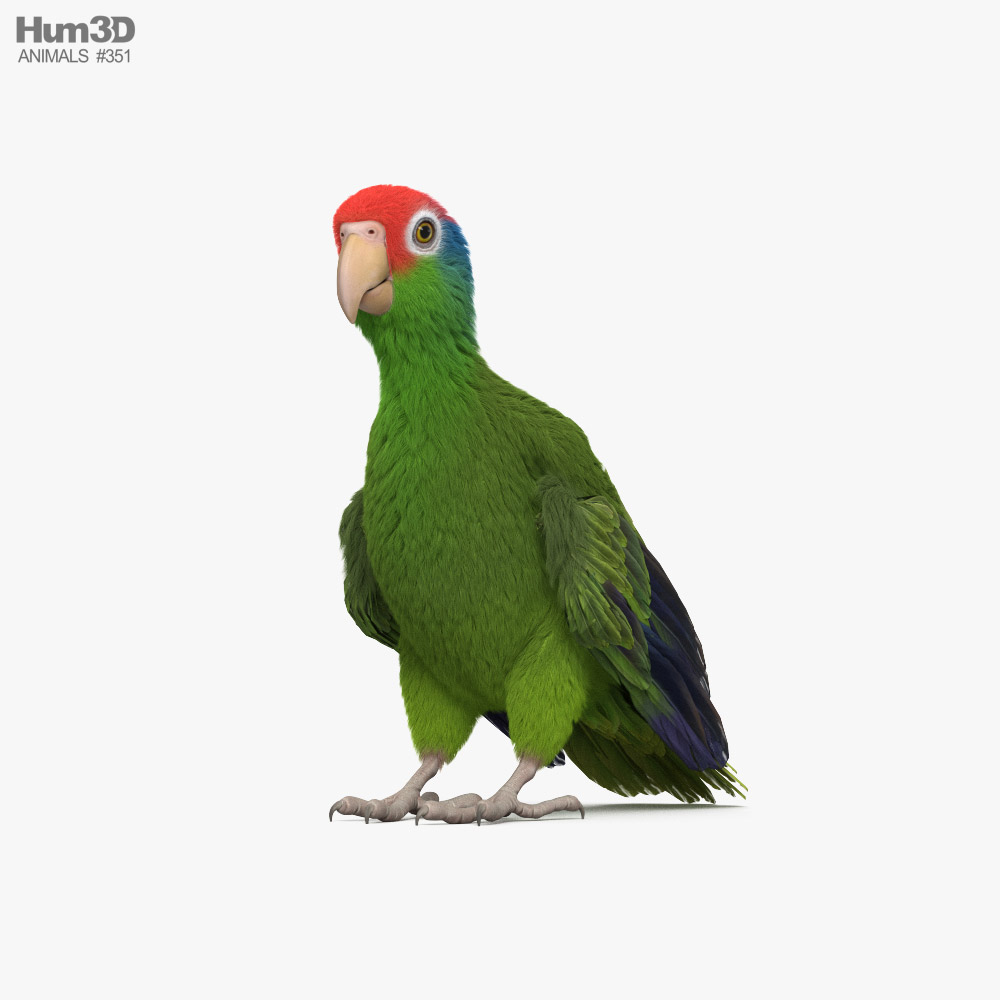 Red-Crowned Amazon HD 3d model