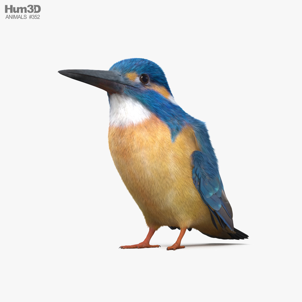 Kingfisher HD 3d model
