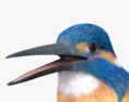 Kingfisher 3d model