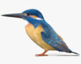 Kingfisher 3d model