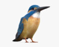 Kingfisher 3d model