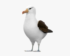 Albatross 3D model