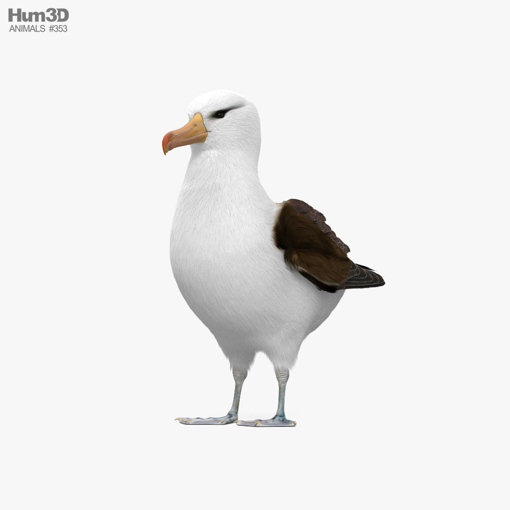 Albatros Modelo 3D