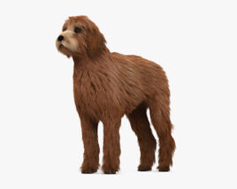 Labradoodle HD 3D-Modell
