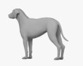 Labradoodle 3D-Modell