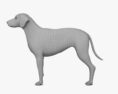 拉布拉多貴賓狗 3D模型