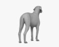 Labradoodle 3D-Modell