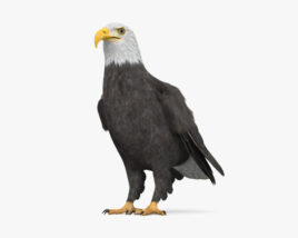 Білоголовий орлан 3D модель