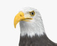 Bald Eagle 3d model
