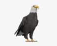 Águila calva Modelo 3D