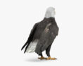 Bald Eagle HD 3d model