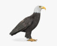 Águila calva Modelo 3D