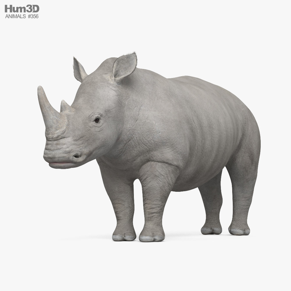 Rinoceronte bianco Modello 3D
