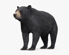 Urso-negro Modelo 3d
