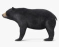 Urso-negro Modelo 3d