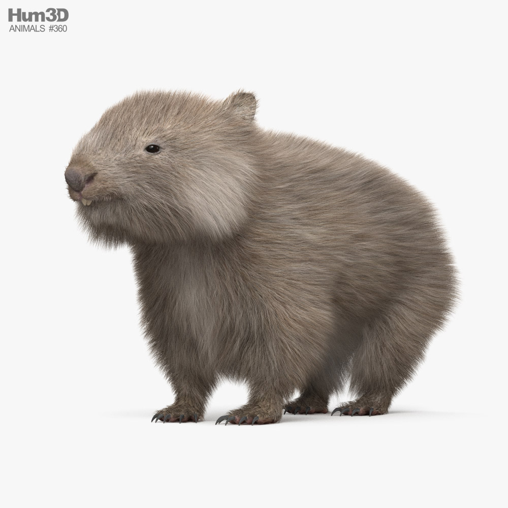 Wombat 3D model