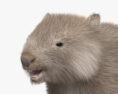 Wombat 3d model