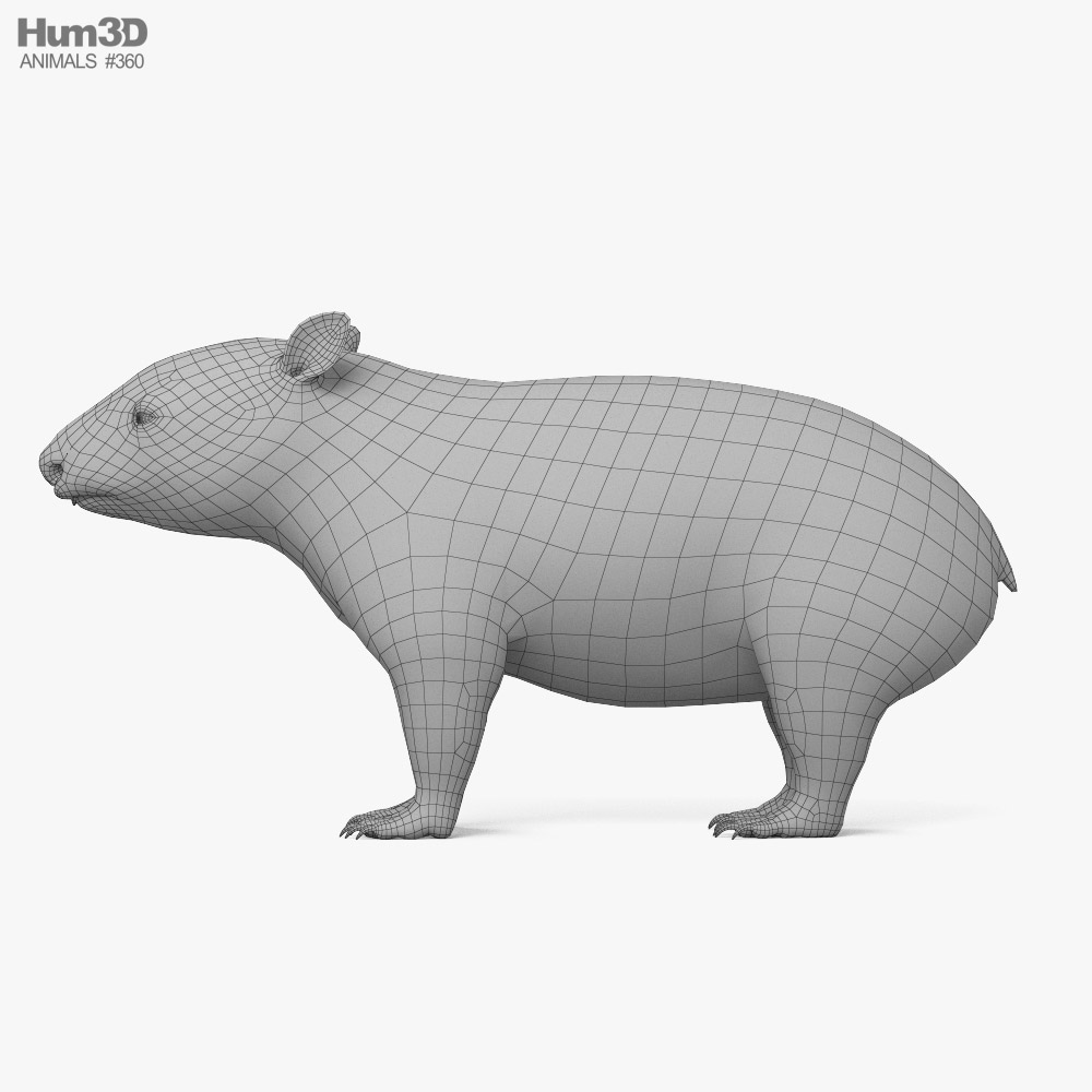 Wombat 3D model - Animals on Hum3D