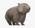 Wombat 3d model
