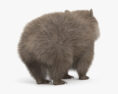 Wombat 3d model