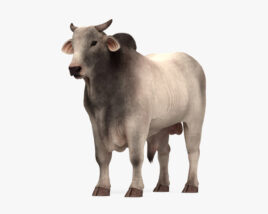 Zebu 3D model