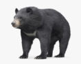 Asian Black Bear 3d model