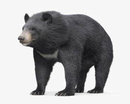 Asian Black Bear HD 3D model