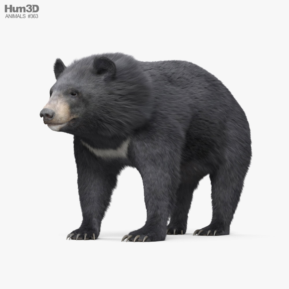 Urso-negro-asiático Modelo 3d