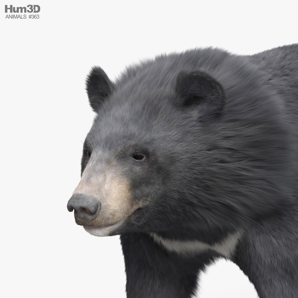 Những hình ảnh về mô hình động vật như gấu đen châu Á sẽ khiến bạn cảm thấy như đang ngắm một con thú hoang dã thực sự. Mỗi chi tiết đều được tạo ra vô cùng tỉ mỉ để đem lại cho bạn trải nghiệm tuyệt vời nhất.