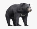 Urso-negro-asiático Modelo 3d